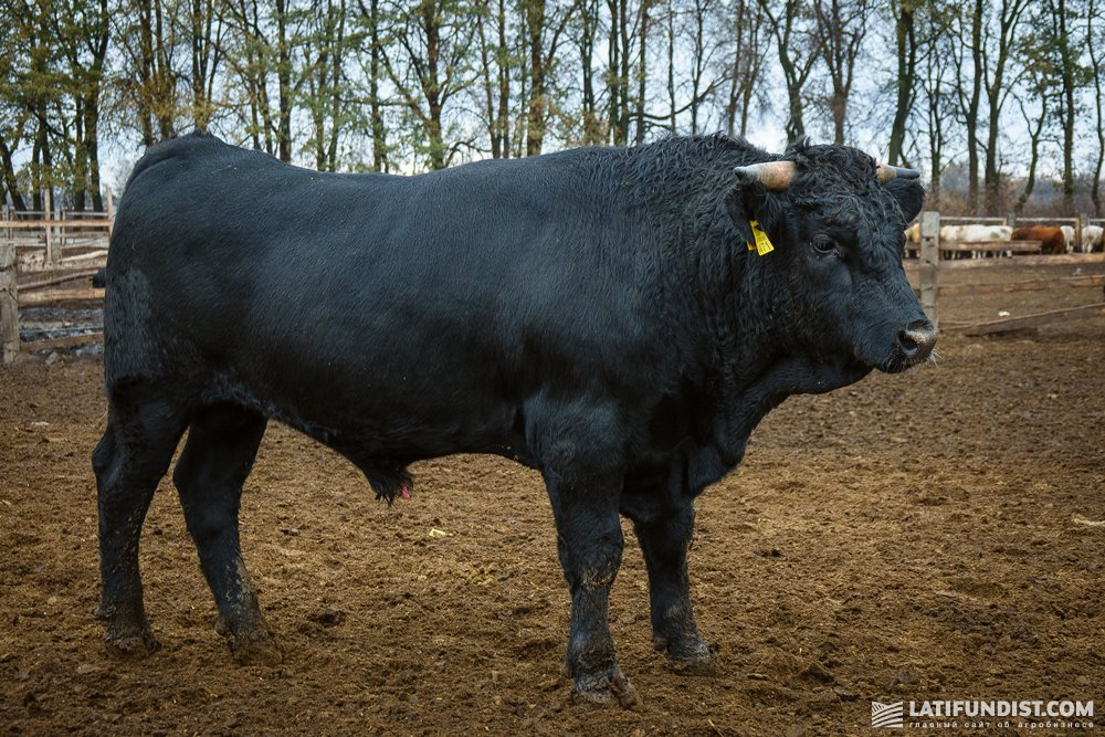 Aberdeen Angus bull at an Agricore Holding farm