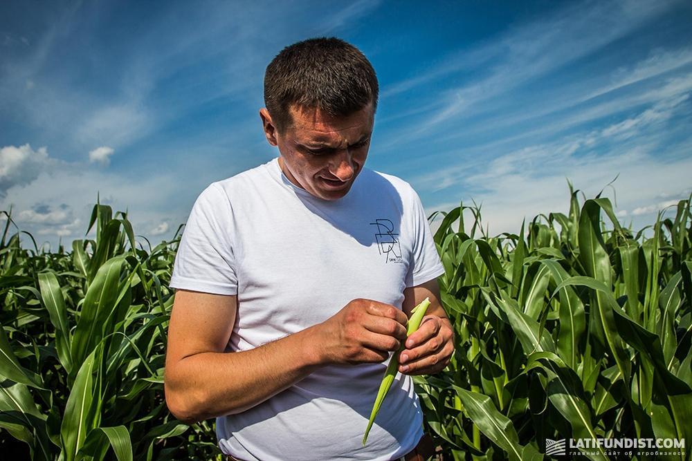 Алексей Сидорчук осматривает кукурузу