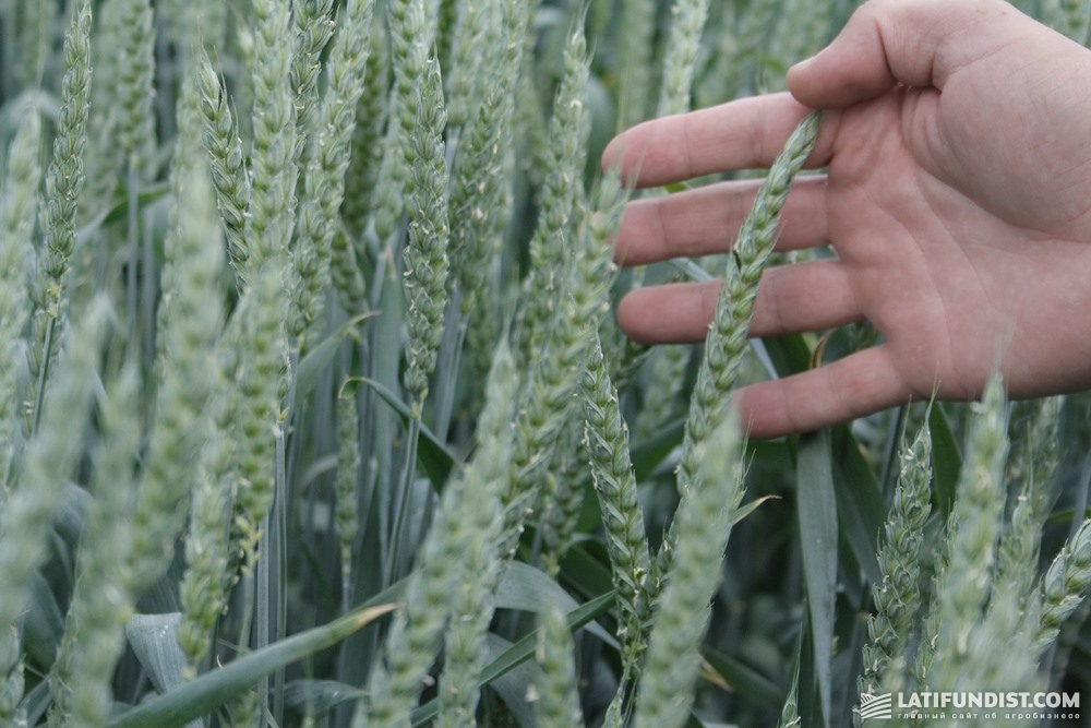 Пшеница в поле «Мрии»
