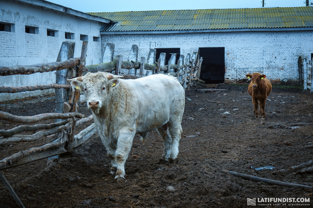 Charolais bull