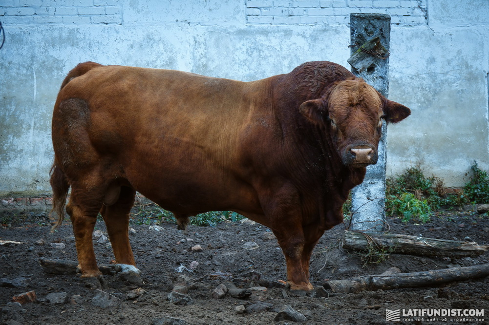 Limousin bull