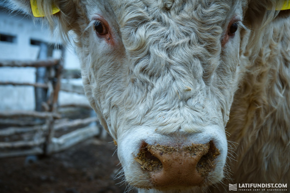 Charolais bull