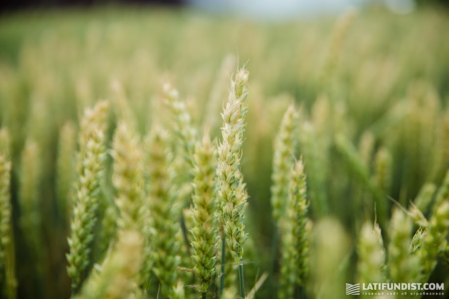 Посевы пшеницы, представленные на International Field Days Ukraine