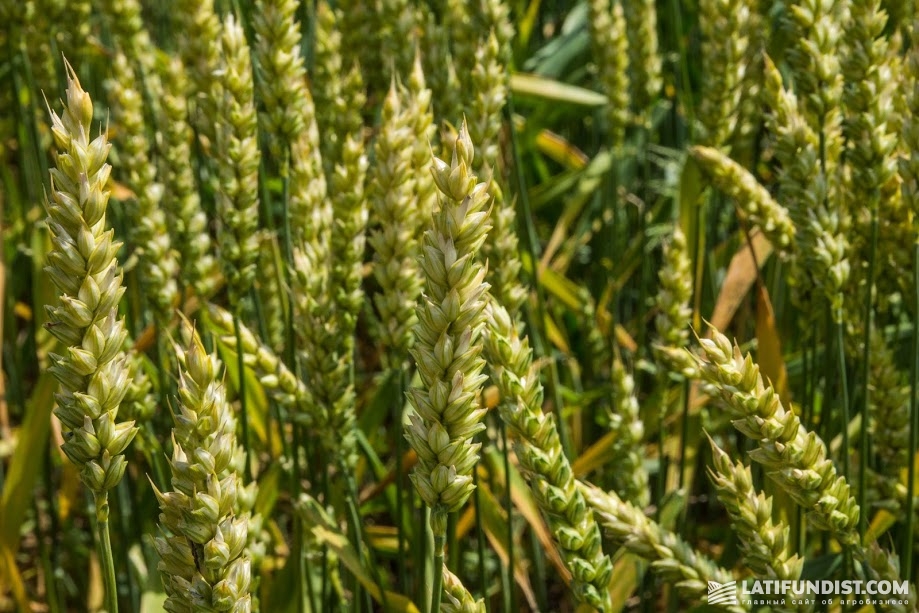 Пшеница селекции Limagrain