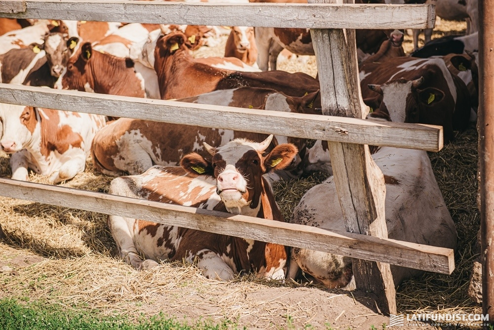 На старте животноводческой деятельности на трех фермах холдинга суммарно было 526 коров и около 700 телочек и бычков разного возраста