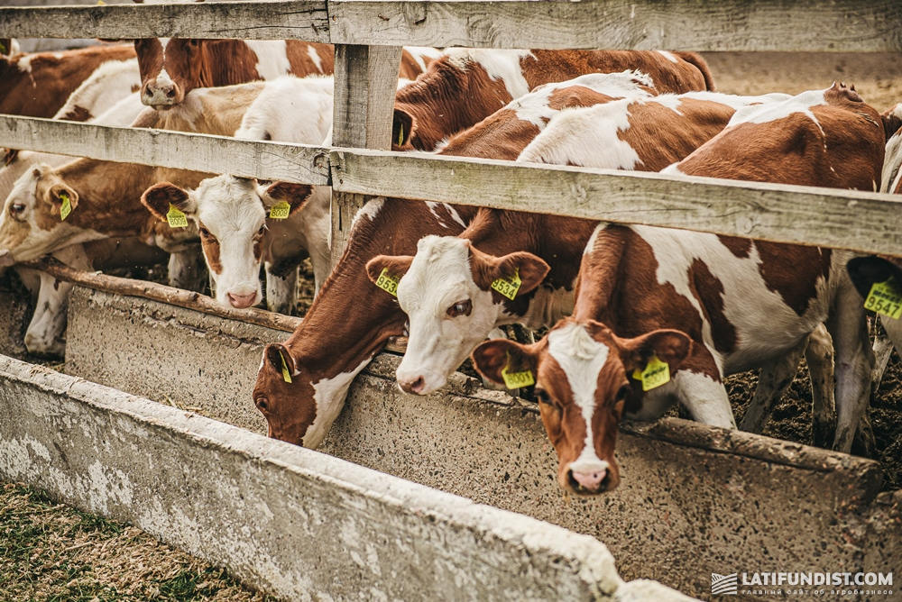 Общие надои с трех ферм сегодня составляют около 12 т молока в день — это в два раза больше по сравнению с 2016 годом