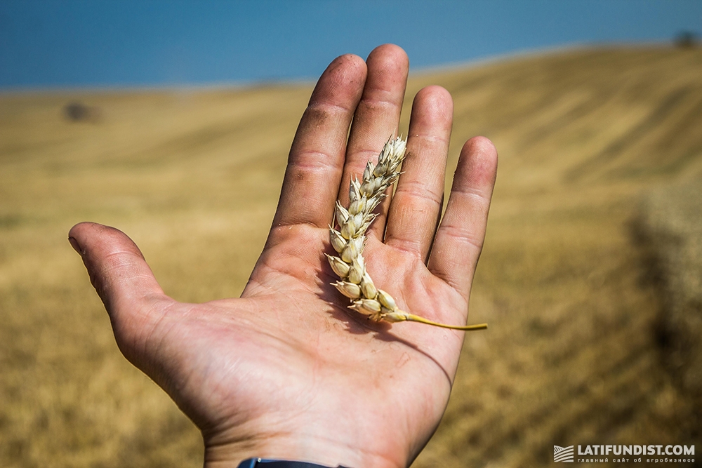 Пшеница с поля «Сварог Вест Груп»