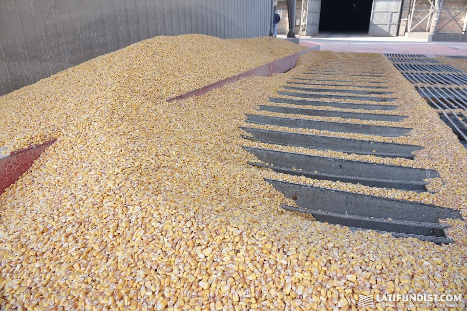 Corn grain unloading at the elevator in Ukraine