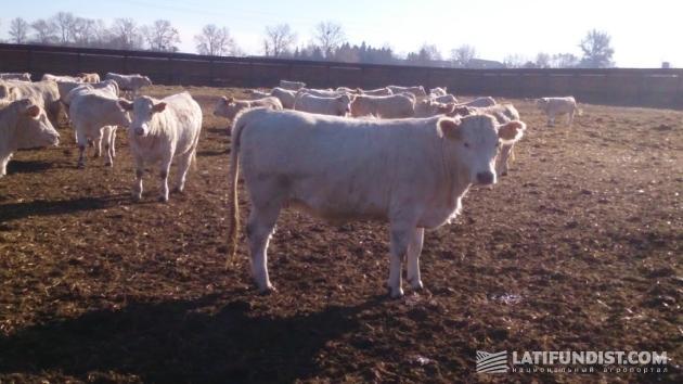 В прошлом году с целью генетического улучшения маточных стад было завезено 32 племенных бычка из Германии