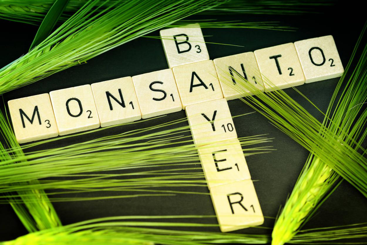 What can be the GMO policy of the European Union and the United States if we take into account the merger of Bayer, the agrochemical giant, and Monsanto, the American GMO producer?