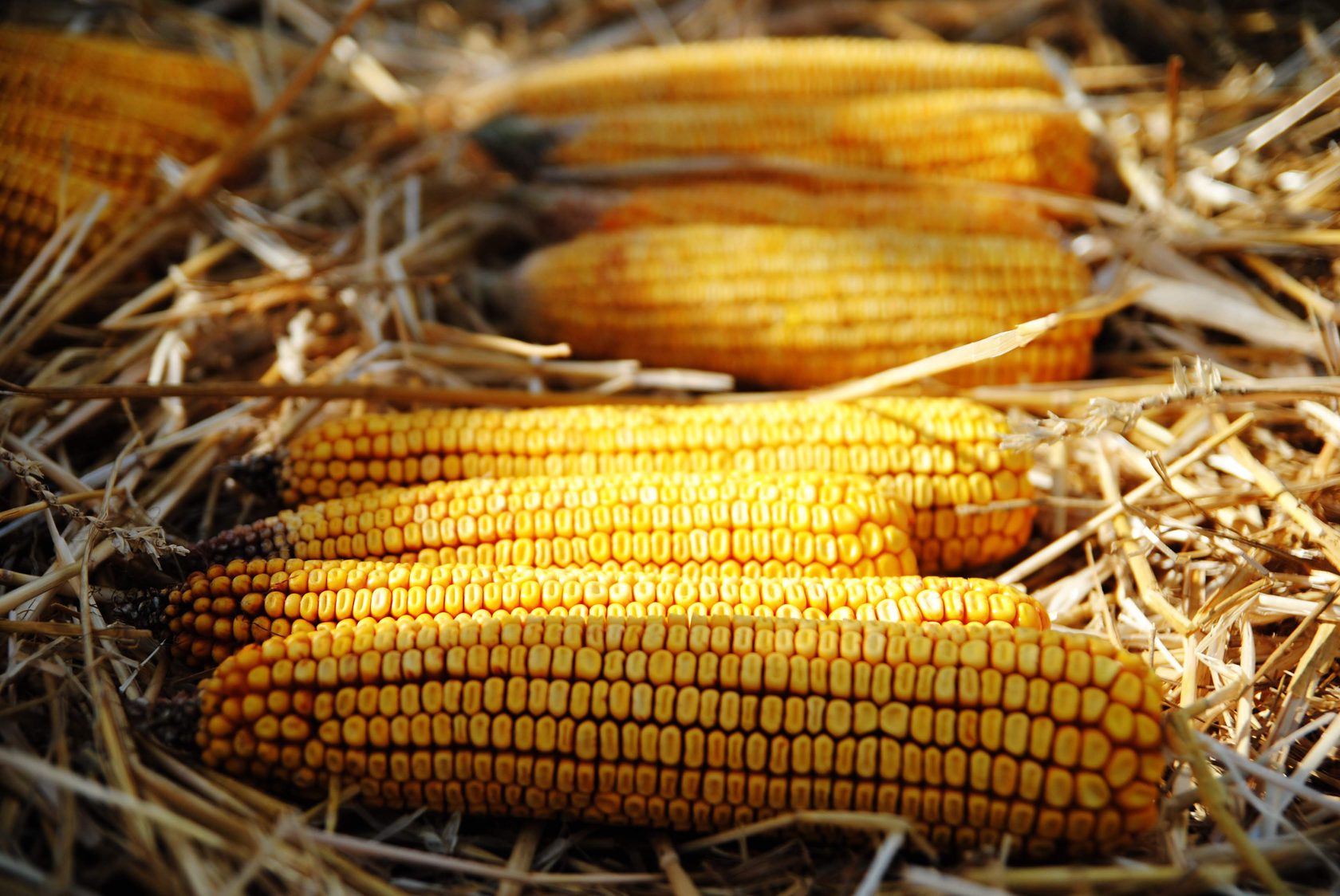 Экспортеры кукурузы. Кукуруза Украина. Урожай кукурузы Украина 2021. Кукуруза по украински. Сколько стоит кукуруза на рынке.