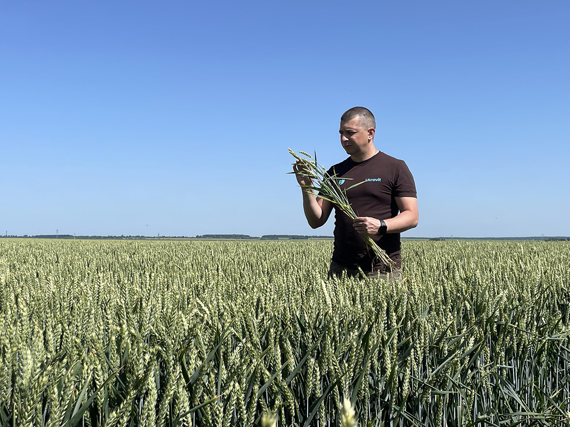 Лікувати рослину, як відомо, набагато дорожче, аніж відразу посіяти здорове зерно